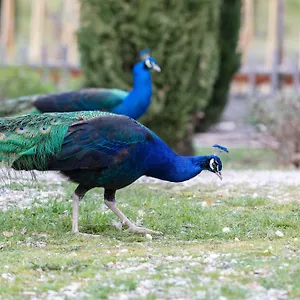  Frühstückspension Ca'novae - Tuscany